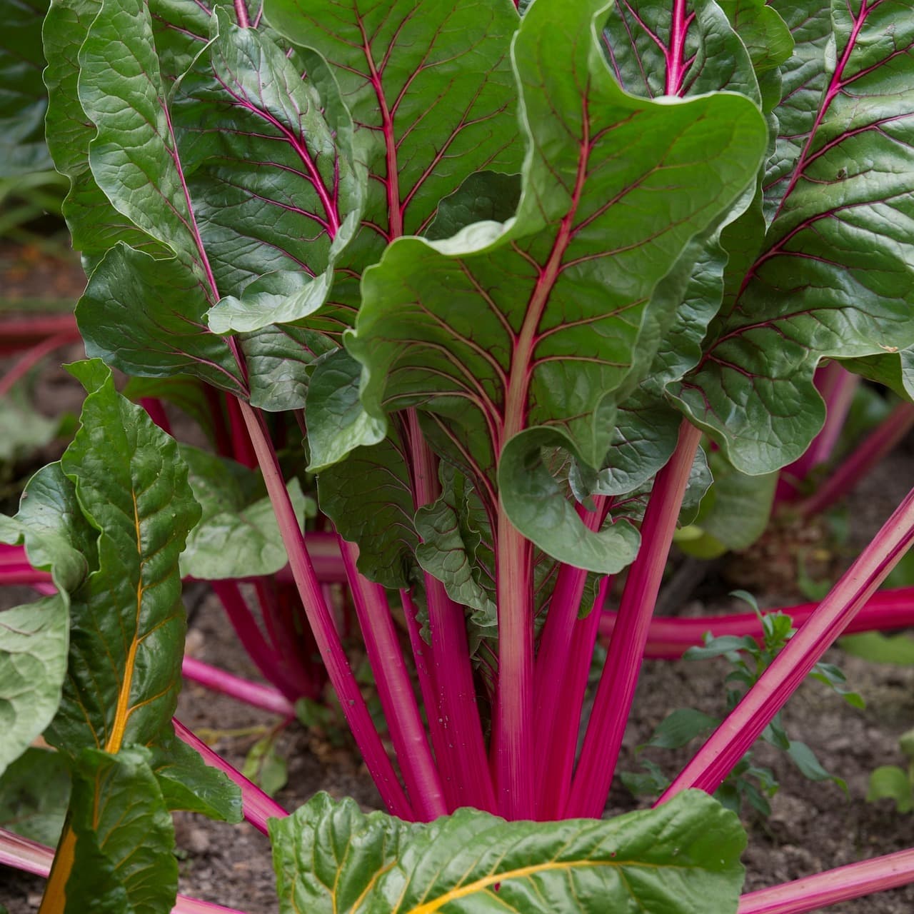 Beetroot