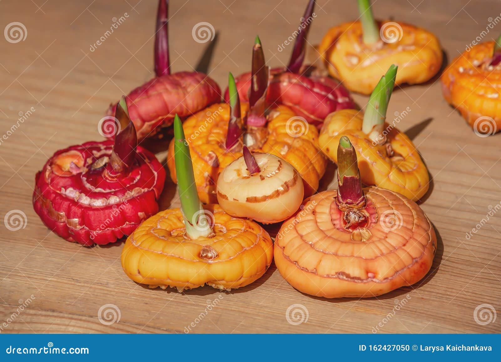 Gladiolus Corms