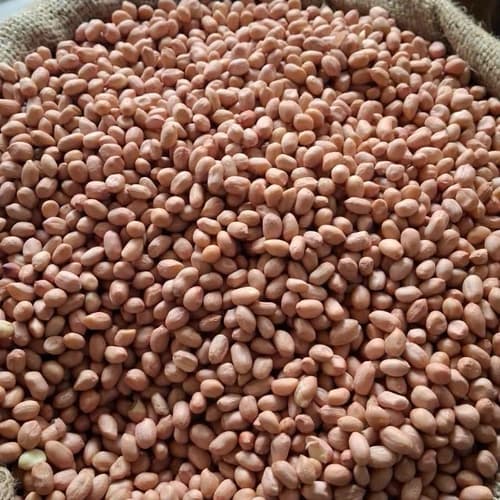 Raw Peanuts for Snack Processing, Confectionery, Oil Extraction, and Wholesale Supply
