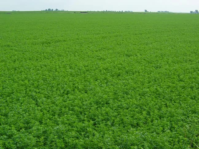Alfalfa / Lucerne
