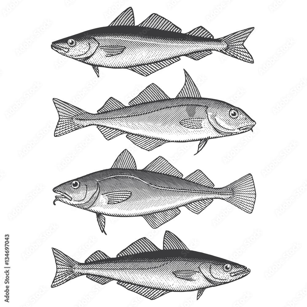 Cod, Haddock & Pollock