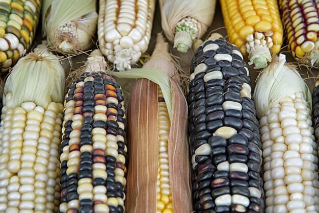 Heirloom Corn Varieties