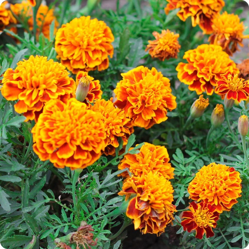 Marigold Seeds