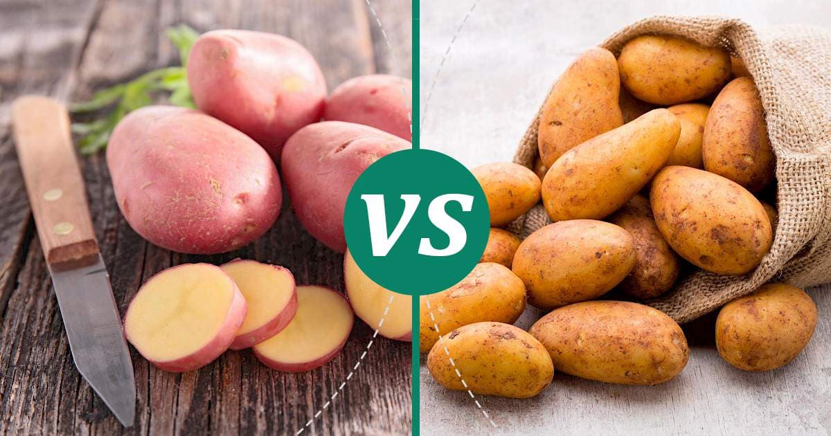Potato (Russet, Red, Yellow)