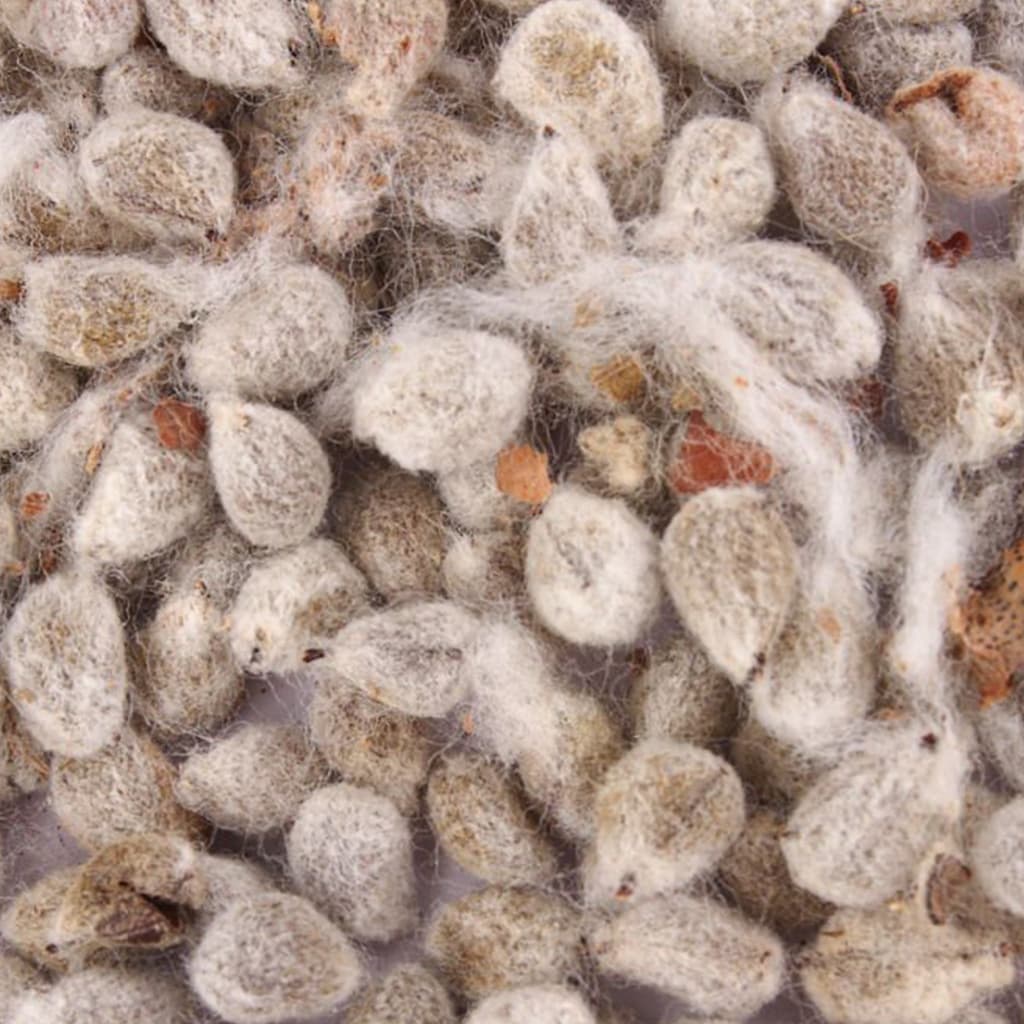 Cotton Seeds