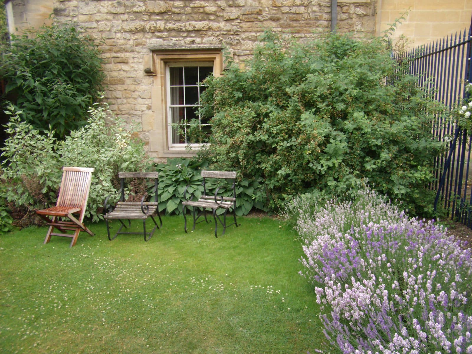 Lavender