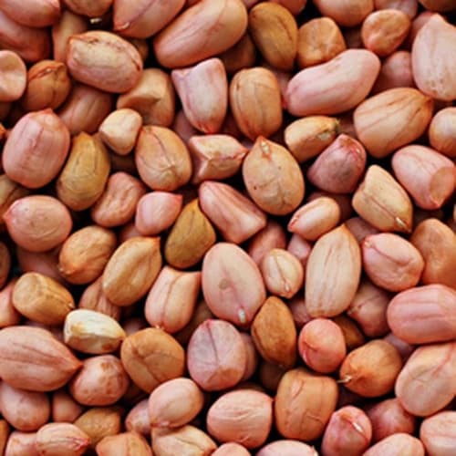 Raw Shelled Peanuts Premium Export Grade for Commercial Food Manufacturing