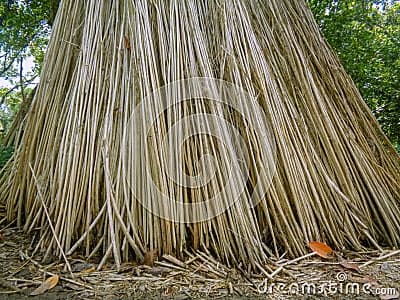 Tossa Jute / Brown Jute (Corchorus olitorius)