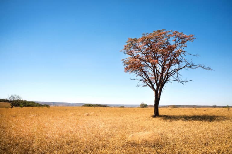 Brazilian (Santos, Cerrado)