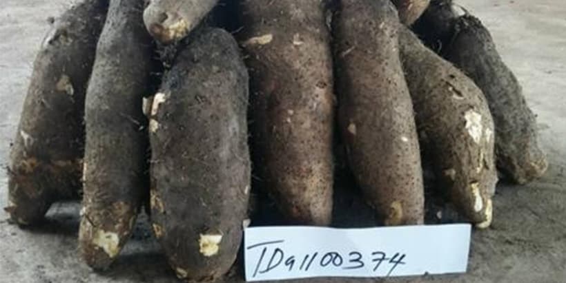 Yam