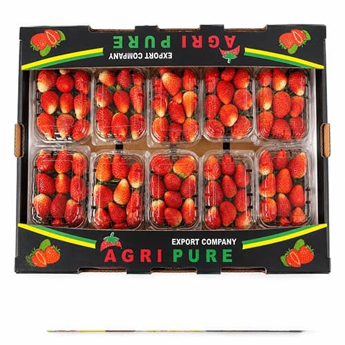 Fresh Premium Strawberries for Retail and Export Markets