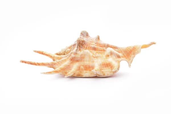 Conch & Whelk