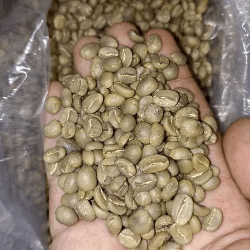 Premium Raw Green Coffee Beans for Commercial Roasting and Extraction
