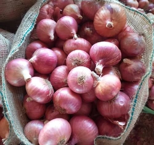 Fresh Red Onions for Wholesale Food Service and Agricultural Import