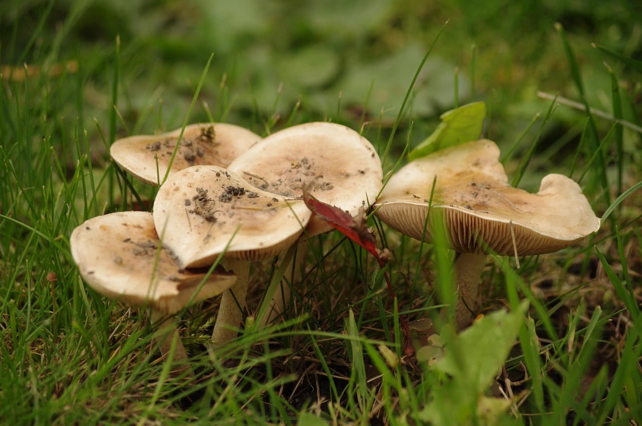 Button / White Mushrooms