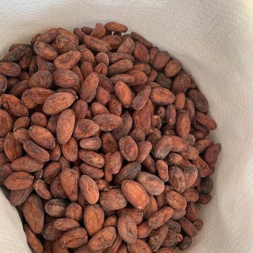 Raw Cocoa Beans for Chocolate, Cocoa Processing, and Wholesale Supply