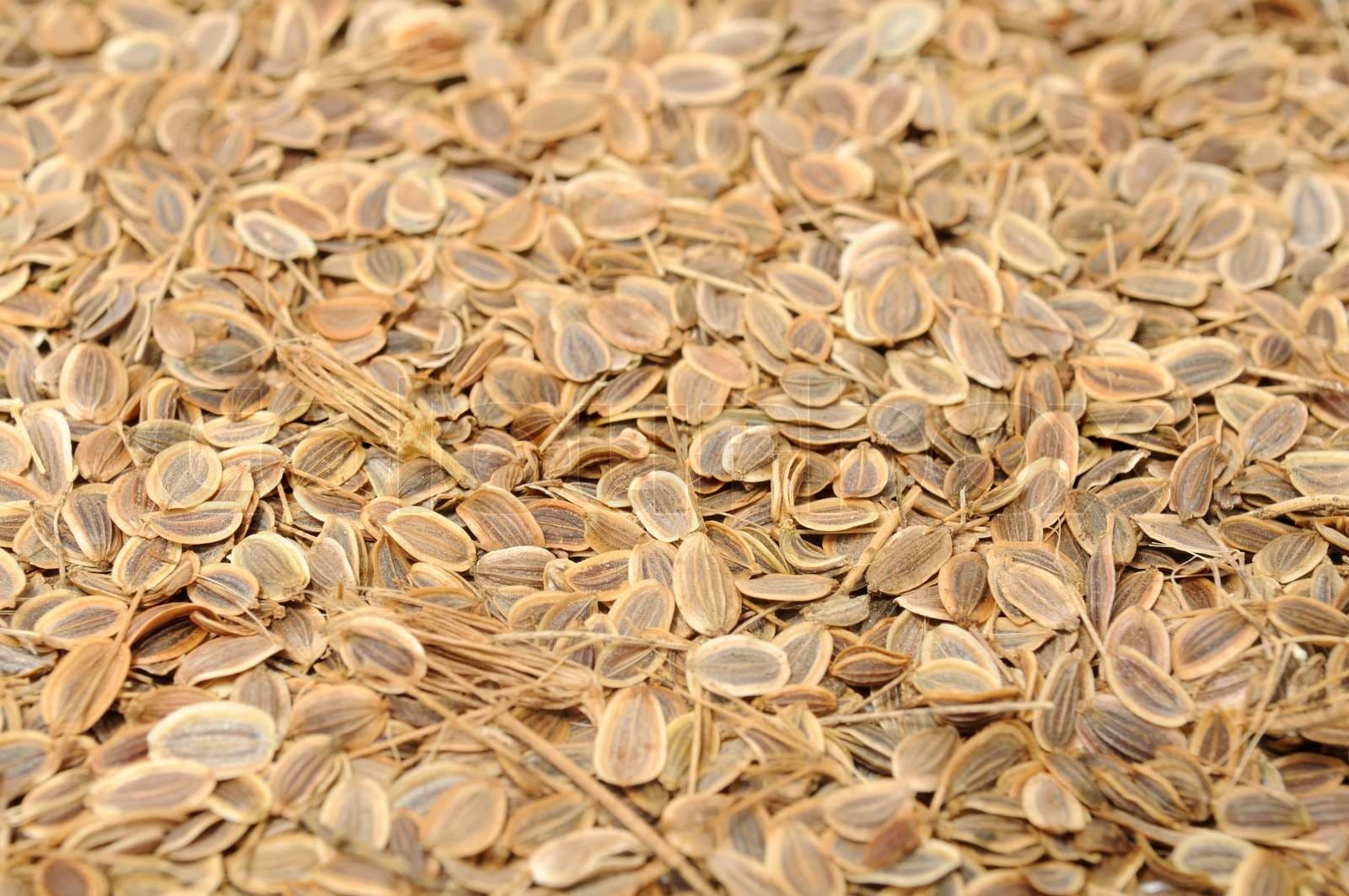 Dill Seeds