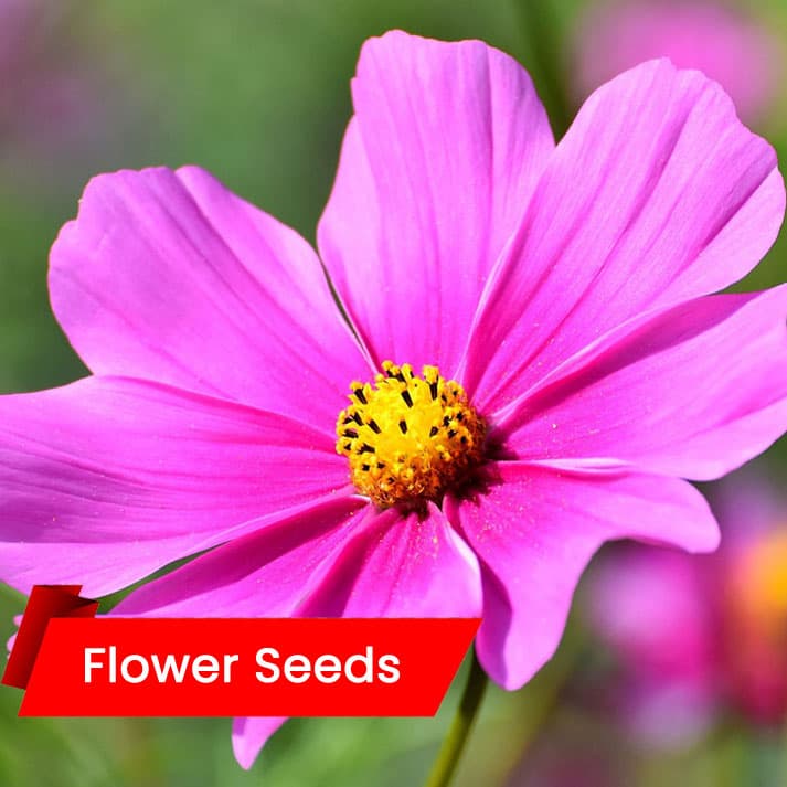 Cosmos Seeds