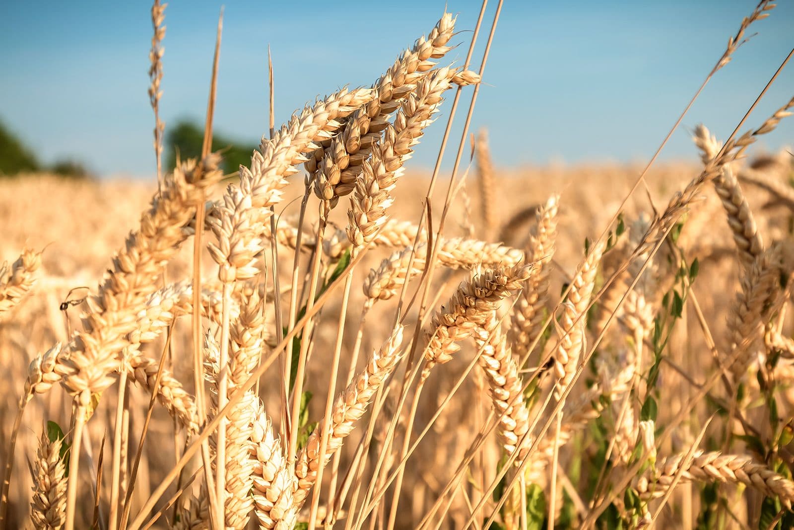 Durum Wheat