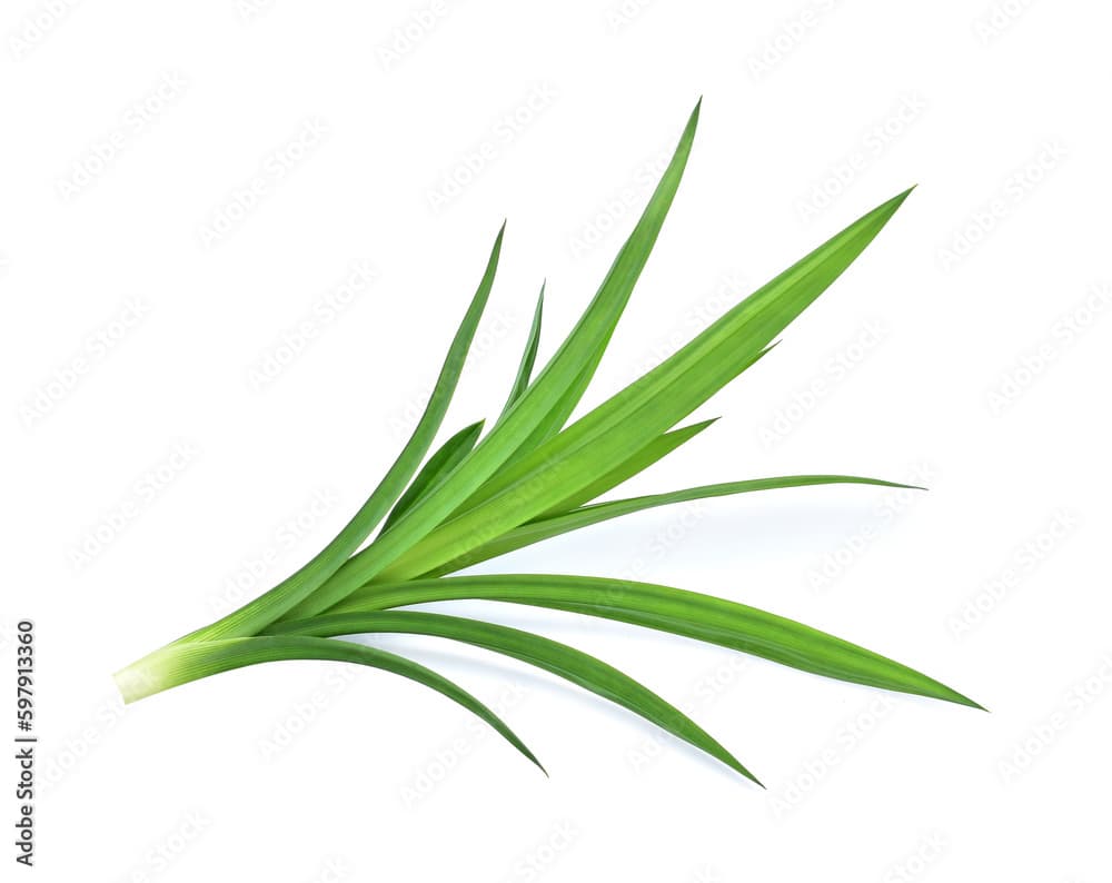 Pandan Leaves