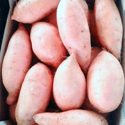 Fresh Premium Sweet Potatoes for Retail and Food Processing