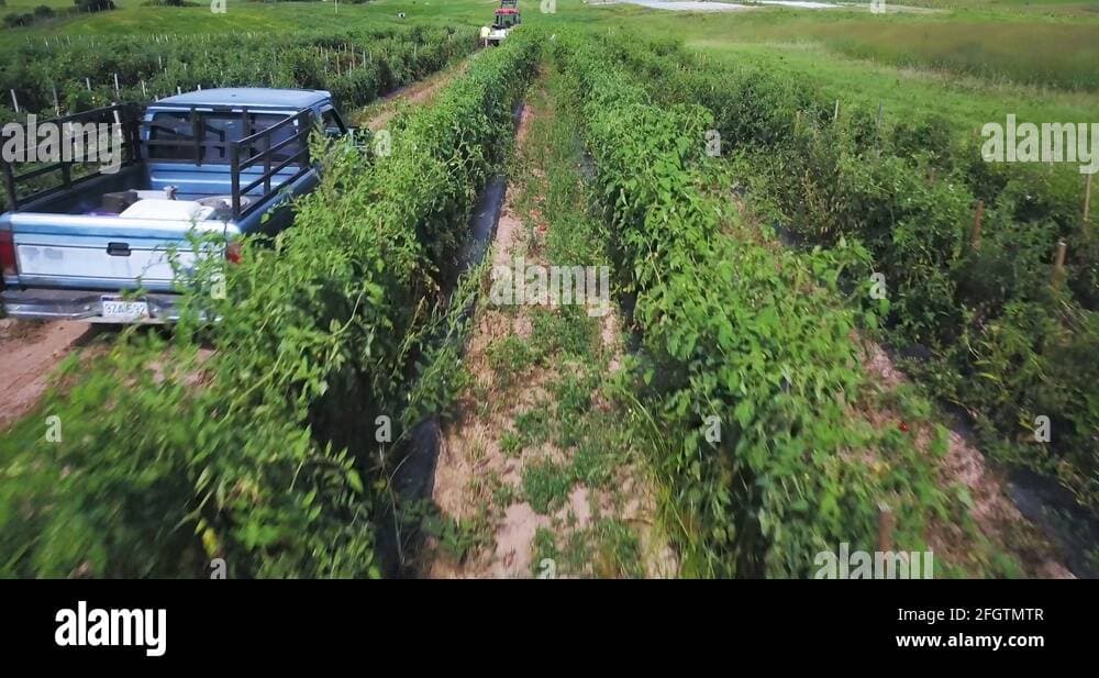 General Fruit and Vegetable Pickers