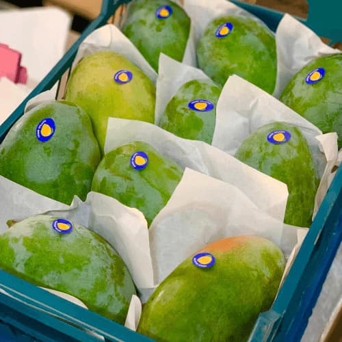Premium Fresh Green Mangoes for Export and Retail Distribution