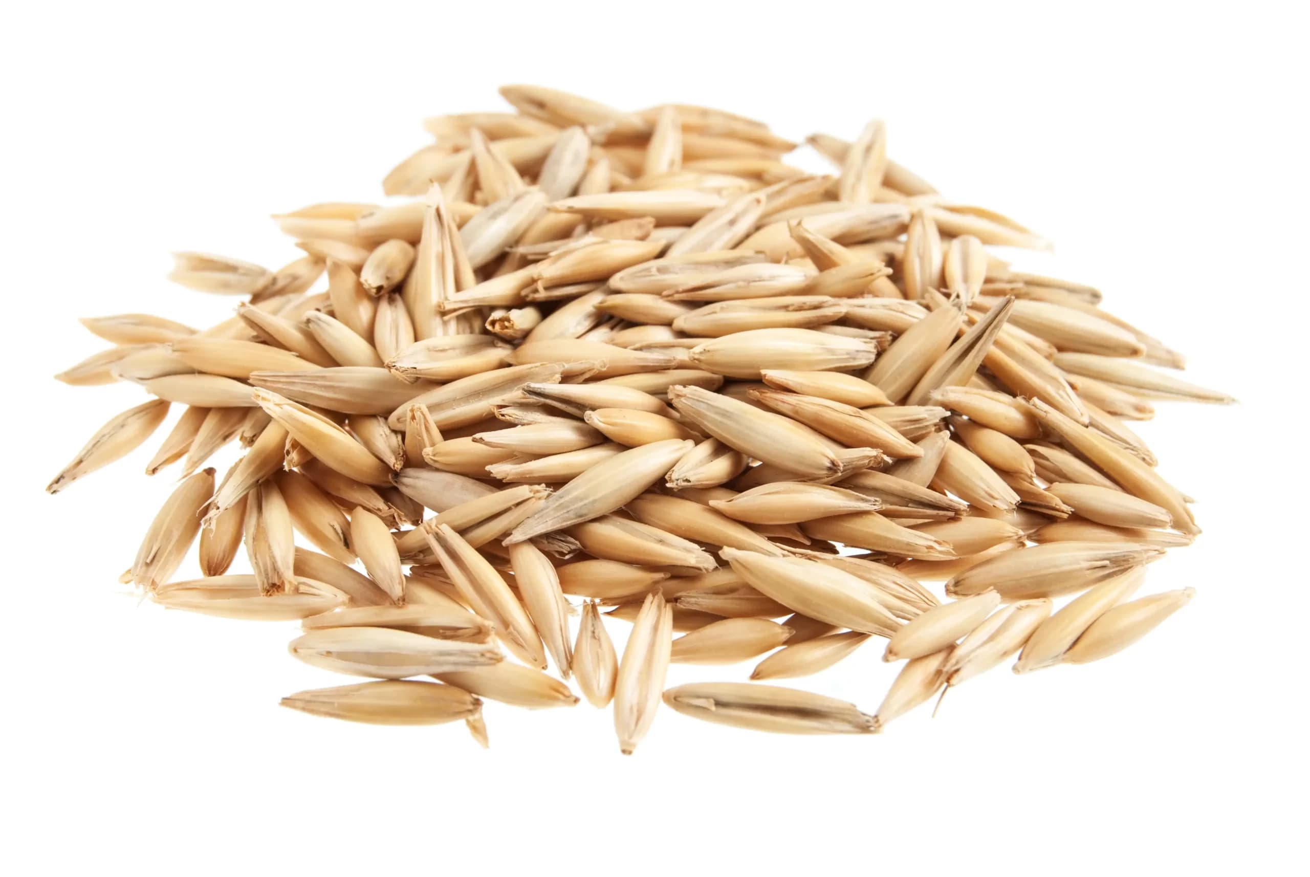 Oats Seeds