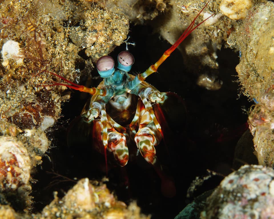 Lobster (American/Maine, Spiny/Rock, Slipper)