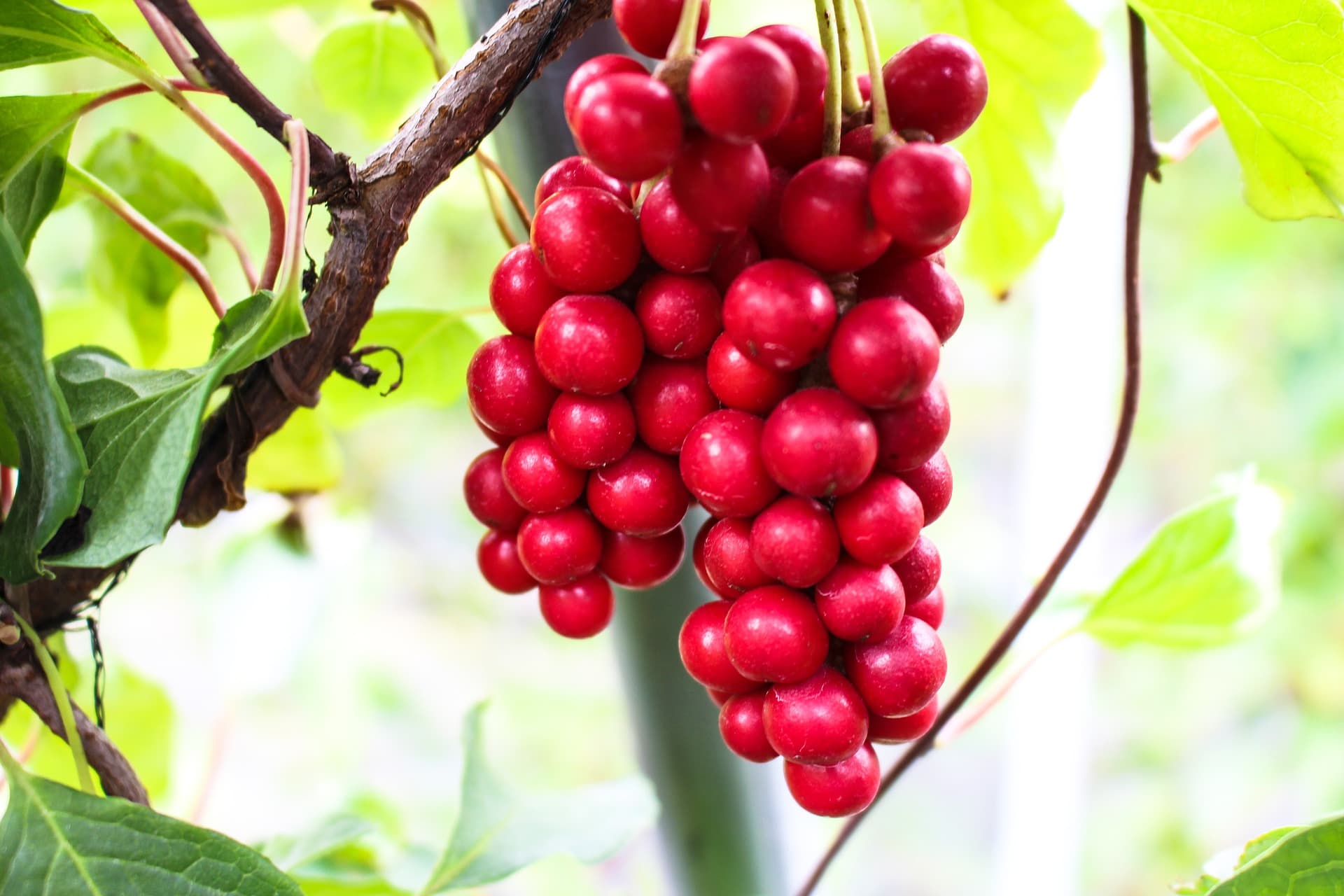 Schizandra Berry